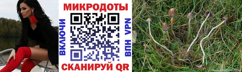 Псилоцибиновые грибы Psilocybine cubensis  Анадырь 